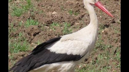 White Stork