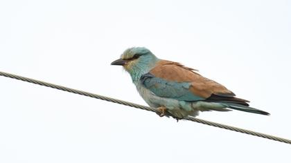 European Roller