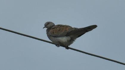 European Turtle Dove