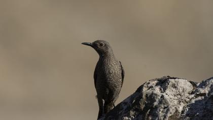 Blue Rock Thrush