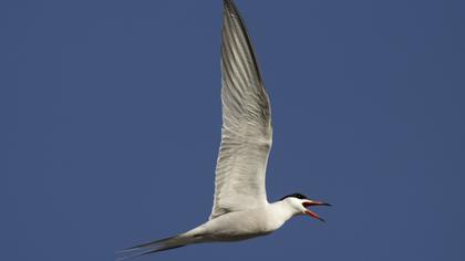 Common Tern