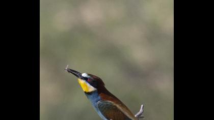 European Bee-eater