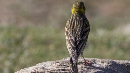 European Serin