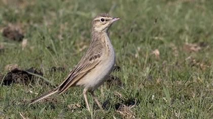 Tawny Pipit