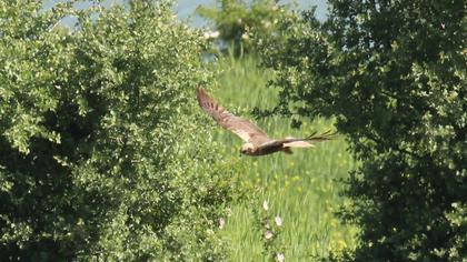 Western Marsh Harrier