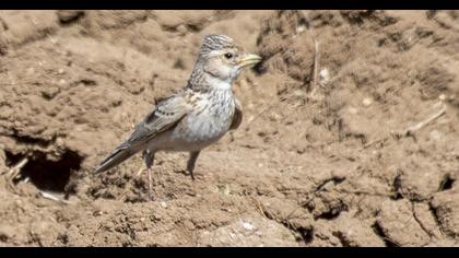 Turkestan Short-toed Lark