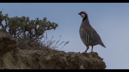 Chukar Partridge