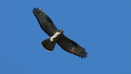European Honey Buzzard