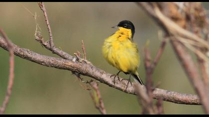 Western Yellow Wagtail