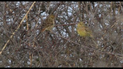 Yellowhammer