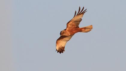 Western Marsh Harrier