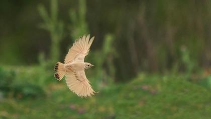 Bar-tailed Lark