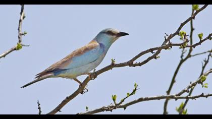 European Roller