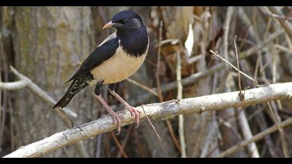 Rosy Starling