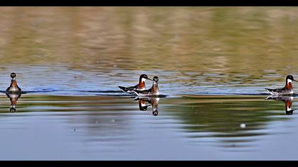 Red-necked Phalarope