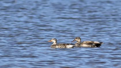 Gadwall