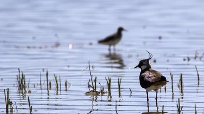 Northern Lapwing