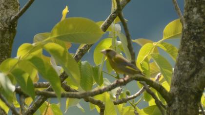 European Greenfinch