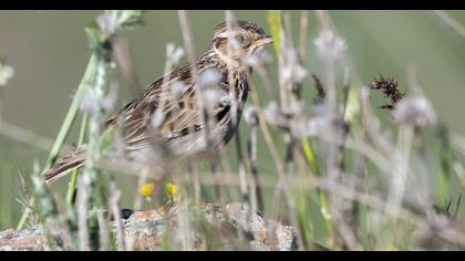 Woodlark