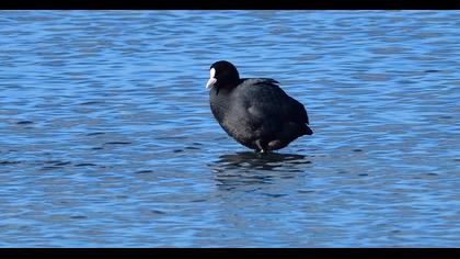 Eurasian Coot