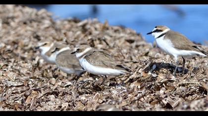 Kentish Plover