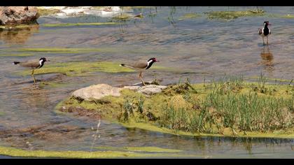 Red-wattled Lapwing