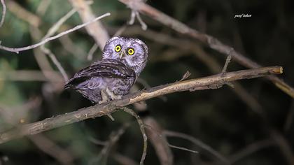 Boreal Owl