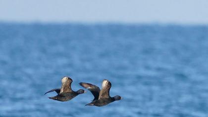 Common Scoter