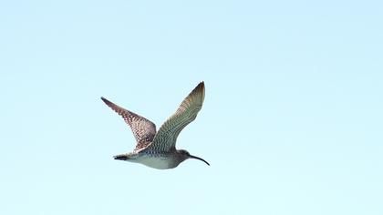 Whimbrel