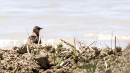 Collared Pratincole