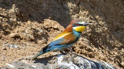 European Bee-eater