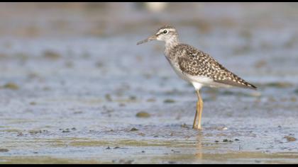 Wood Sandpiper