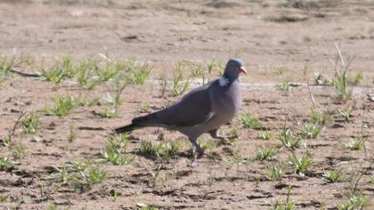 Common Wood Pigeon