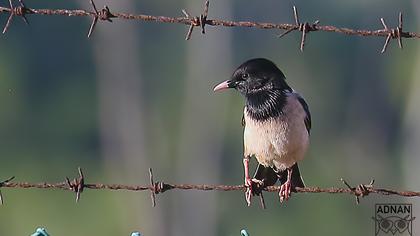 Rosy Starling