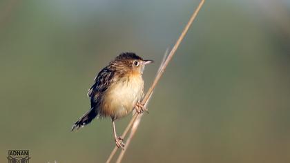Zitting Cisticola