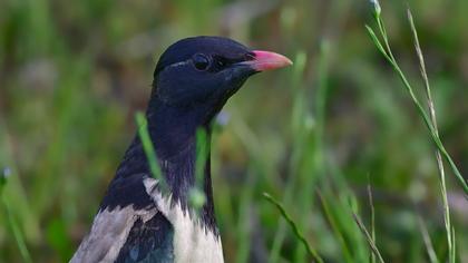 Rosy Starling