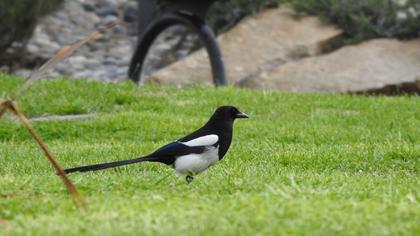Eurasian Magpie