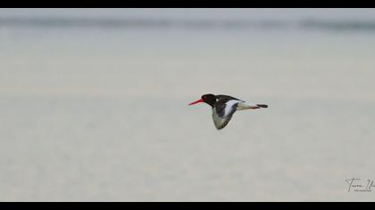 Eurasian Oystercatcher