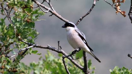 Lesser Grey Shrike