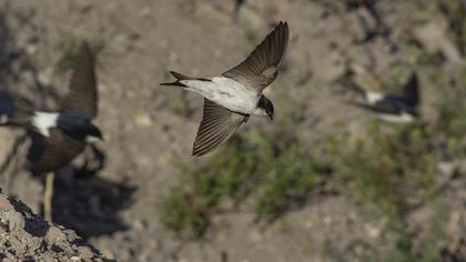 Common House Martin