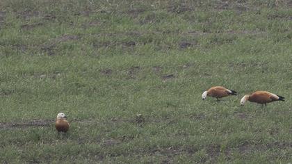 Ruddy Shelduck