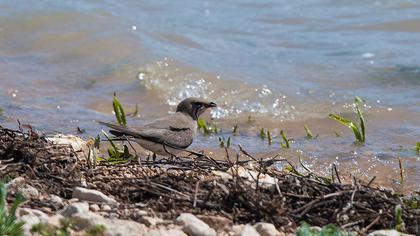 Black-winged Pratincole