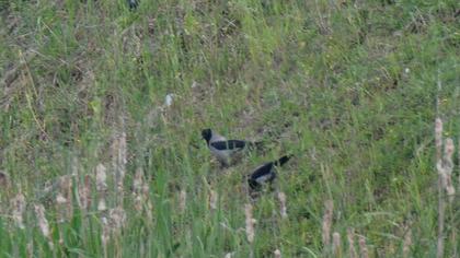 Hooded Crow
