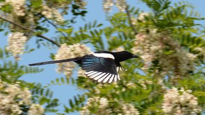 Eurasian Magpie