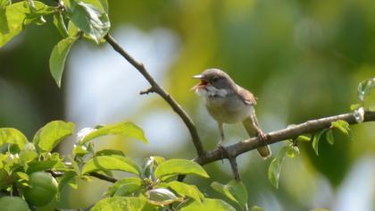 Common Whitethroat