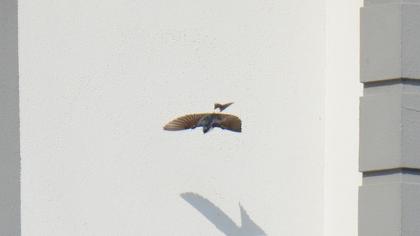 Common House Martin
