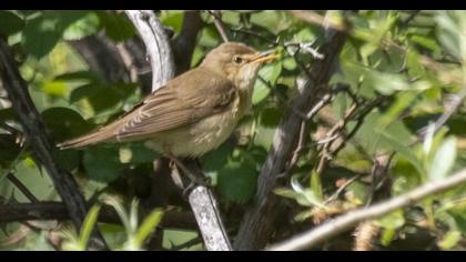 Marsh Warbler
