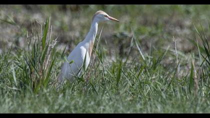 Western Cattle Egret