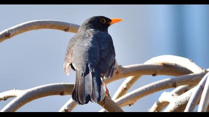Common Blackbird