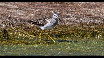 Wood Sandpiper
